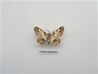 藏品(尺蛾165)的圖片